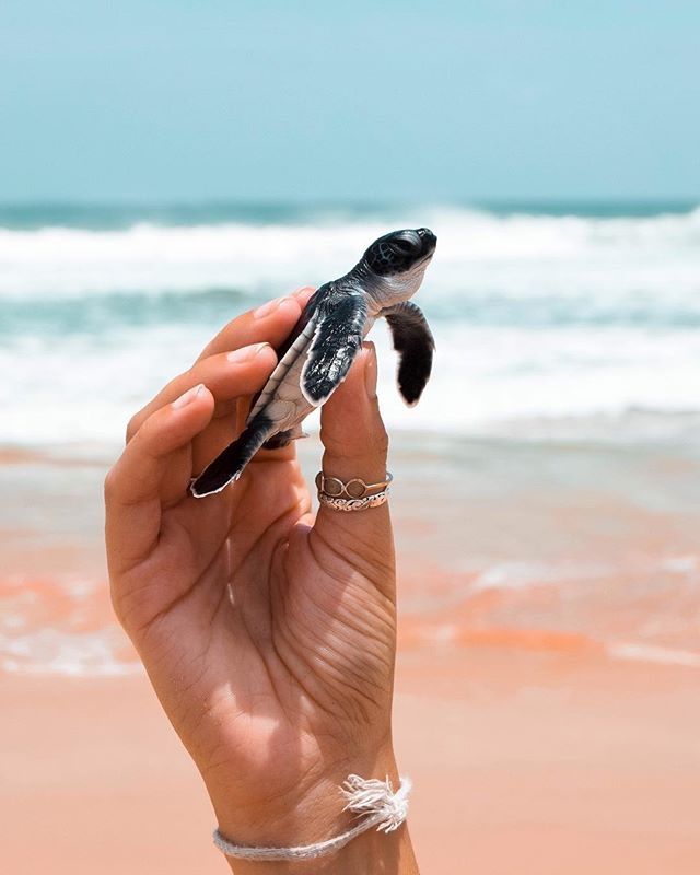 TropicalTurtle_'s tweet photo. Show some #love if this is THE CUTEST thing you have seen today! 
Swipe ➡️ 
📍 #srilanka 📸IG @wanderersandwarriors

#getoutofyourshell #travel #travelling #TTOT #RTW #TRLT #travelblogger #LP #TBEX #TravelMassive #backpacking #gapyear #SaturdaySpecial #SaturdayShoutOut
#ss https://t.co/ajUXlEwGEL