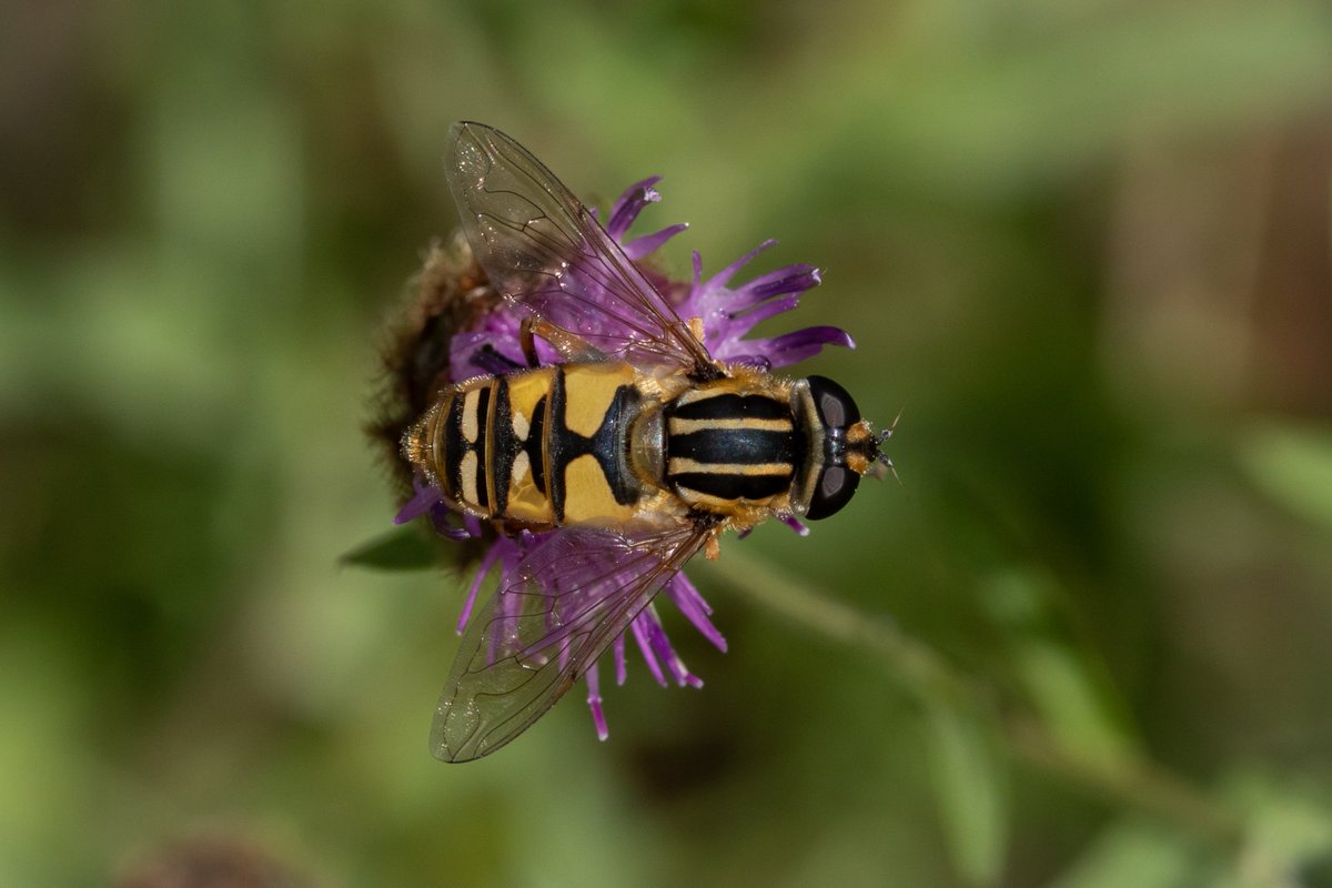 CKirbyLambert's tweet photo. Just a few of the 40K+ incredible UK invertebrate species: the Tiger Hoverfly, White-letter Harstreak, Liparus coronatus (a weevil) and Sermylassa halensis (a leaf beetle). All will benefit from better protection/restoration of our natural environment.
#PeoplesWalkforWildlife https://t.co/XBiSrSA5BK