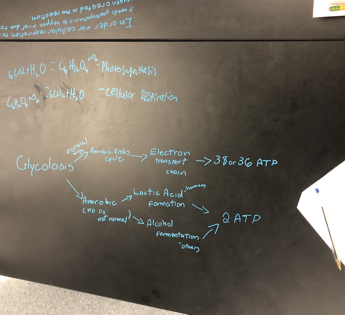 Struckhoff_J's tweet image. Today in bio we completed a formative assessment with a little table top twittter! I love seeing my students lay out their thoughts and express their understanding in their own unique ways! #ocpsstem #ocpsscience