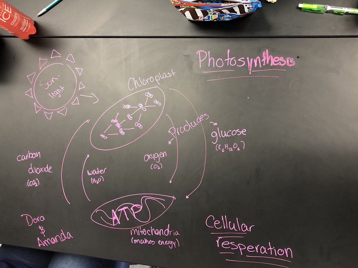 Struckhoff_J's tweet image. Today in bio we completed a formative assessment with a little table top twittter! I love seeing my students lay out their thoughts and express their understanding in their own unique ways! #ocpsstem #ocpsscience