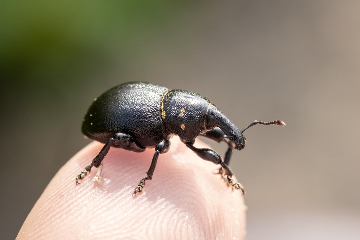 CKirbyLambert's tweet photo. Just a few of the 40K+ incredible UK invertebrate species: the Tiger Hoverfly, White-letter Harstreak, Liparus coronatus (a weevil) and Sermylassa halensis (a leaf beetle). All will benefit from better protection/restoration of our natural environment.
#PeoplesWalkforWildlife https://t.co/XBiSrSA5BK
