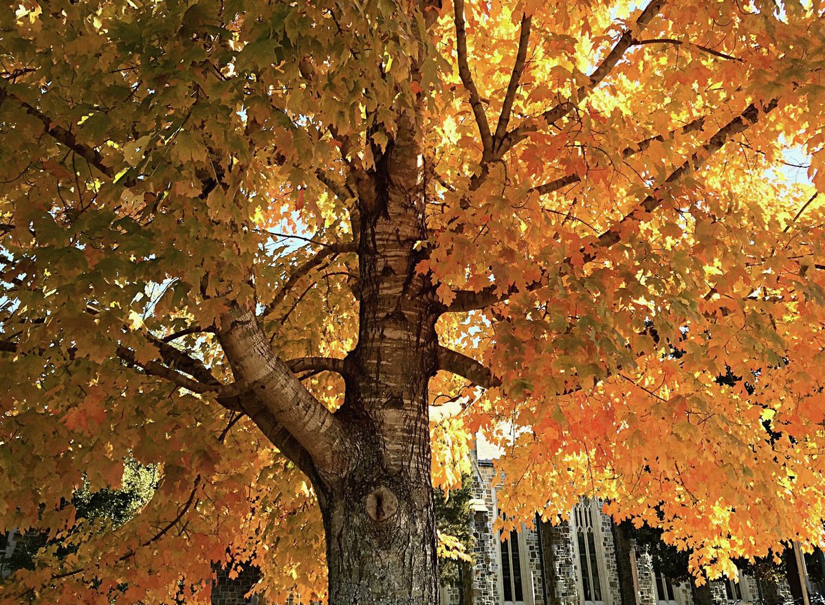 berrycollege's tweet photo. Happy first day of fall! This school year is flying by. Get ready for color on Berry's campus and fun, fall-themed events! #fallatberry https://t.co/i03TdX5gsH