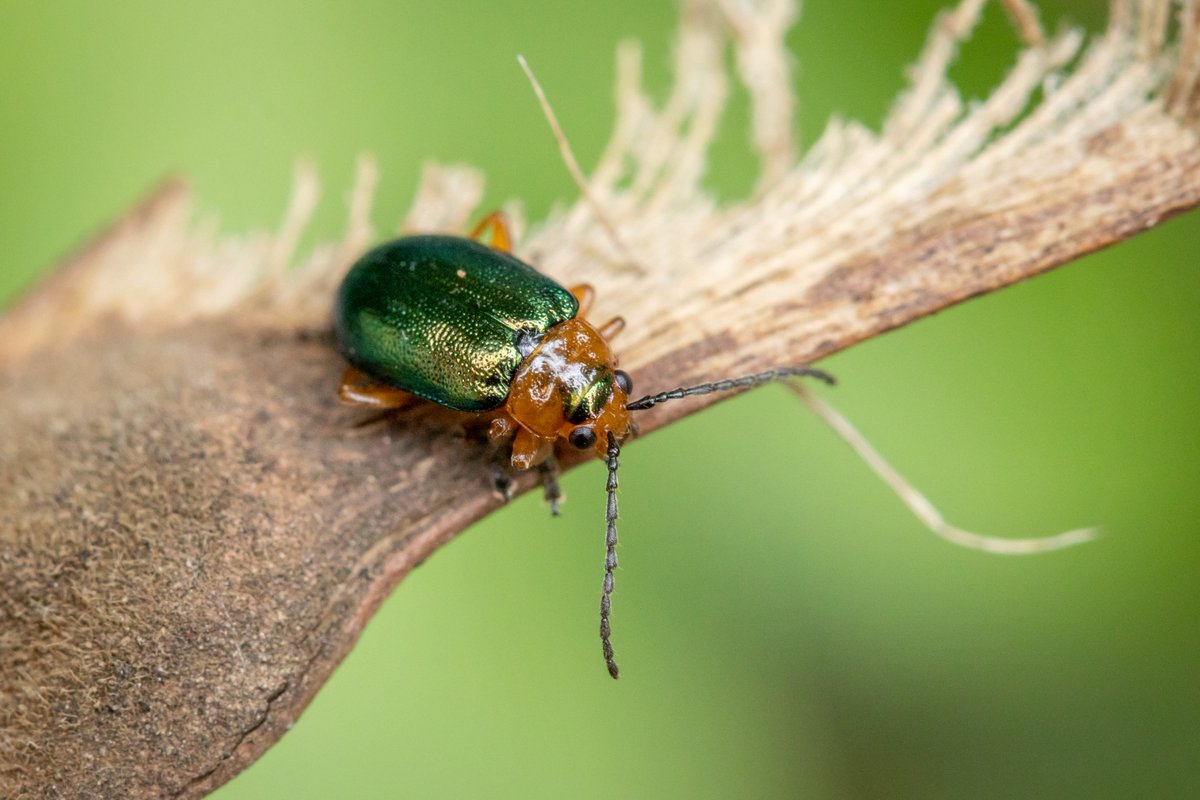 CKirbyLambert's tweet photo. Just a few of the 40K+ incredible UK invertebrate species: the Tiger Hoverfly, White-letter Harstreak, Liparus coronatus (a weevil) and Sermylassa halensis (a leaf beetle). All will benefit from better protection/restoration of our natural environment.
#PeoplesWalkforWildlife https://t.co/XBiSrSA5BK