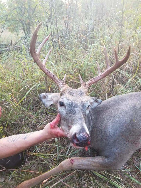 BucksofWI's tweet photo. Michael Mckeehen shot the #WisconsinMonster on 9/16/18 out in Danbury,Wi.
#BucksOfWisconsin #BucksOfAmerica https://t.co/V8ggbYsbjK
#wisco_bowhunting #WiscoSavage #Wisconsinably #wiscowhitetail #deerwhisperer #deer #PublicLands #publiclandowner https://t.co/xTYGjxcEaQ