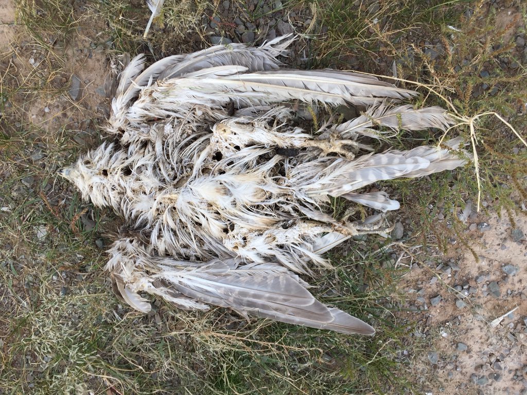 Meg_Murg's tweet photo. Black vulture, steppe eagle, saker falcon... just a few of the >100 individual raptor electrocutions we’ve recorded in the past five days in Mongolia @PeSumas https://t.co/epmBVUQpT2