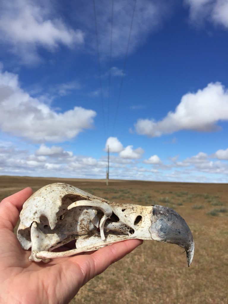 Meg_Murg's tweet photo. Black vulture, steppe eagle, saker falcon... just a few of the >100 individual raptor electrocutions we’ve recorded in the past five days in Mongolia @PeSumas https://t.co/epmBVUQpT2