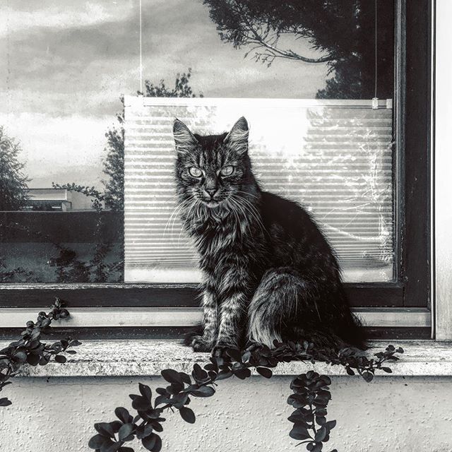 travner's tweet image. #Luna #windowcat #kitchenwindow #tabby #cat #katze #küchenfenster #klagenfurt
#catsofinstagram #chiaroscuro #blackandwhite #photography ift.tt/2zo6uSl