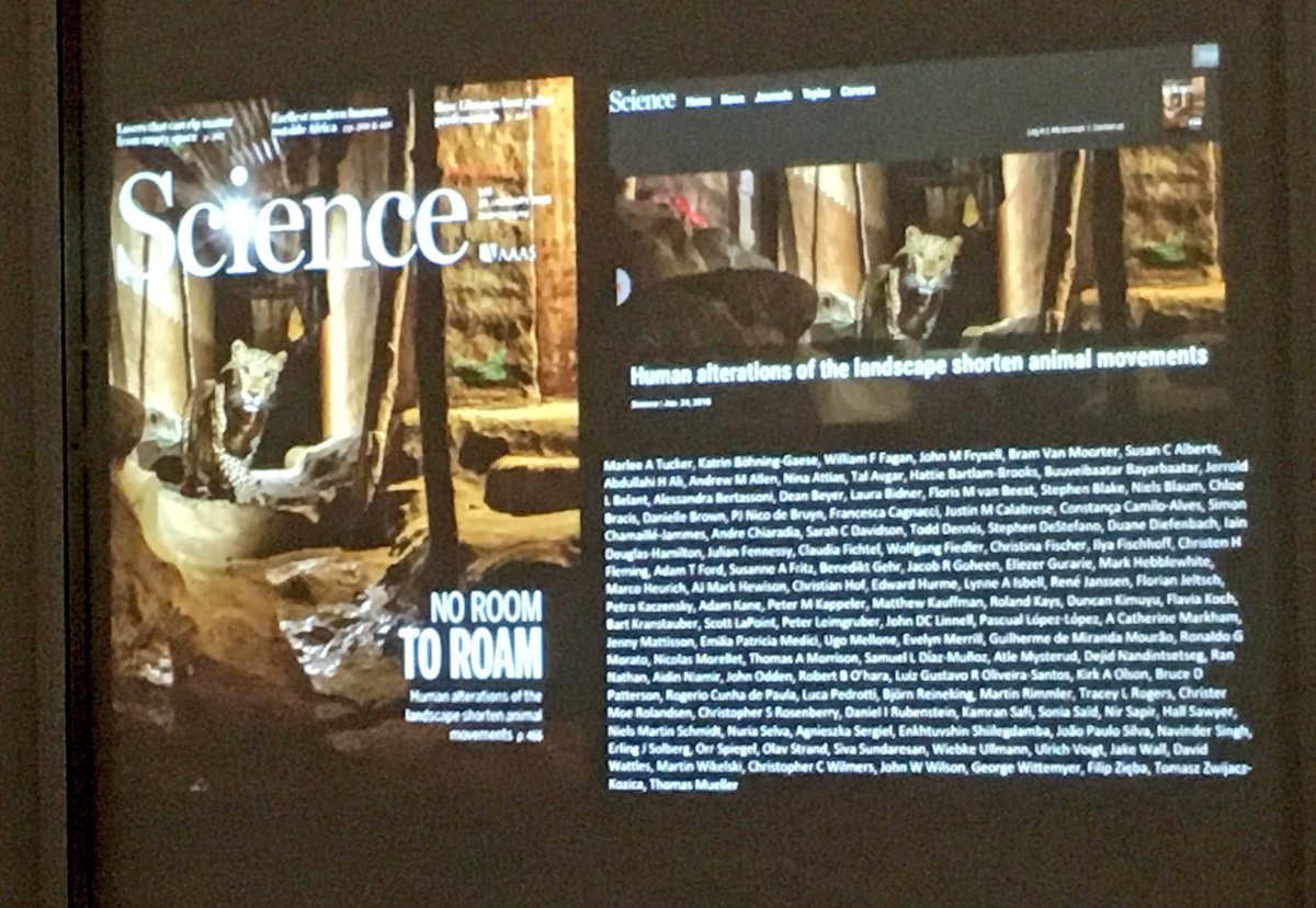 Great to see our paper in @sciencemagazine on „moving in the #anthropocene“ mentioned by @martinwikelski at #dog151 - a great collaboration lead by @MarleeTucker, et al. @Senckenberg @bik_f_. #animalmovement science.sciencemag.org/content/359/63…