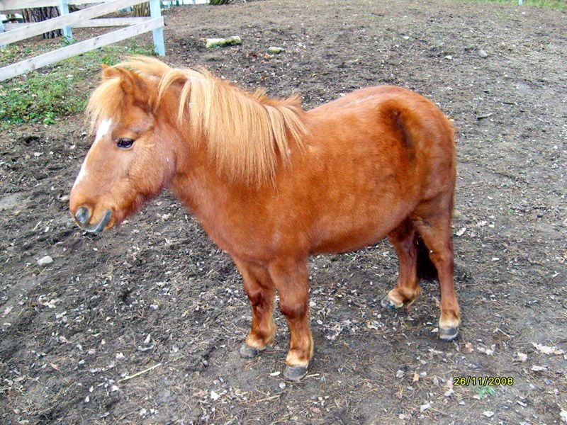 пони реально. лошади породы фалабелла. шетлендский пони рыжий. пони из реальной жизни. пони обычные.