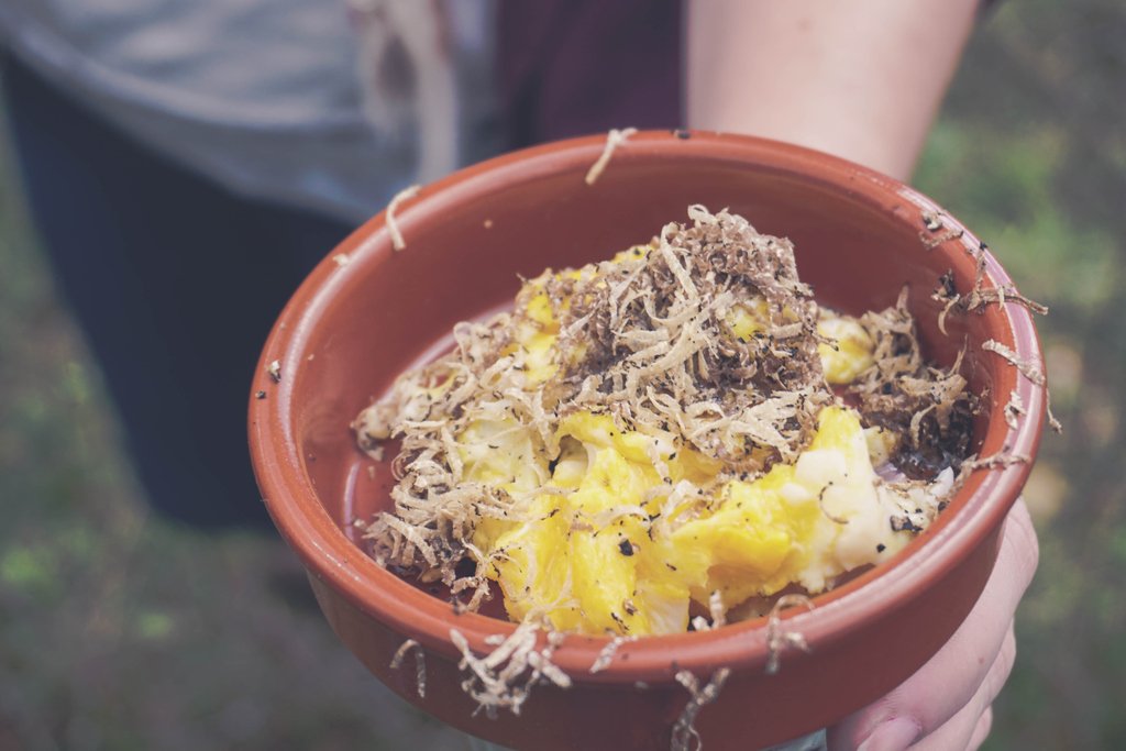 viaggidigusto's tweet photo. #freshtruffle #truffledeggs #luxurytravel #foodandwine #culinarytravel #italytravel #traveltoitaly #italyfoodandwine #italianfoodandwine #winetours #wineandculinary #italy #italyvacations #eatitalian #wine #tourswithtaste #tasteitaly #experienceitaly https://t.co/AR93wh56uc