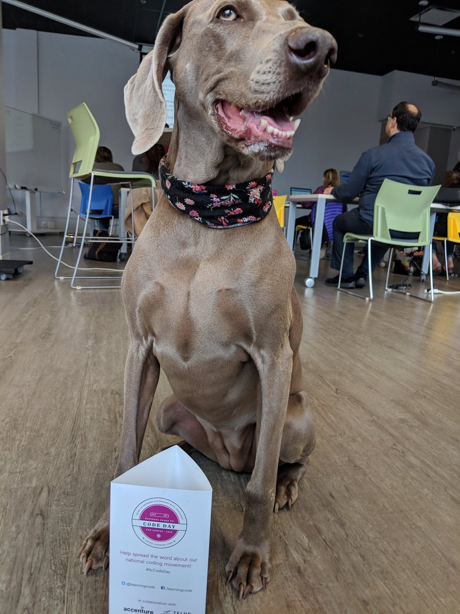 learningcodeyyg's tweet image. The cutest mentor around! #llcCodeDay 
Thanks to @StartupZonePEI for being pet friendly so nobody had to miss out!