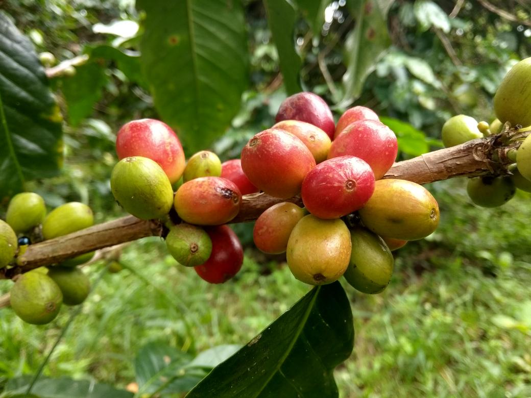 HidayatullahMN's tweet photo. Kopi gayo merupakan varietas kopi arabika yang menjadi salah satu komoditi unggulan yang berasal dari Dataran tinggi Gayo, Aceh Tengah, Indonesia. 
Anda ingin melihat langsung buah kopi dari pokonya? 

#pesonagayoalas
#gatheringpesonaindonesia
#pesonaindonesia #wonderfulindonesia https://t.co/3rQsJAHXwD