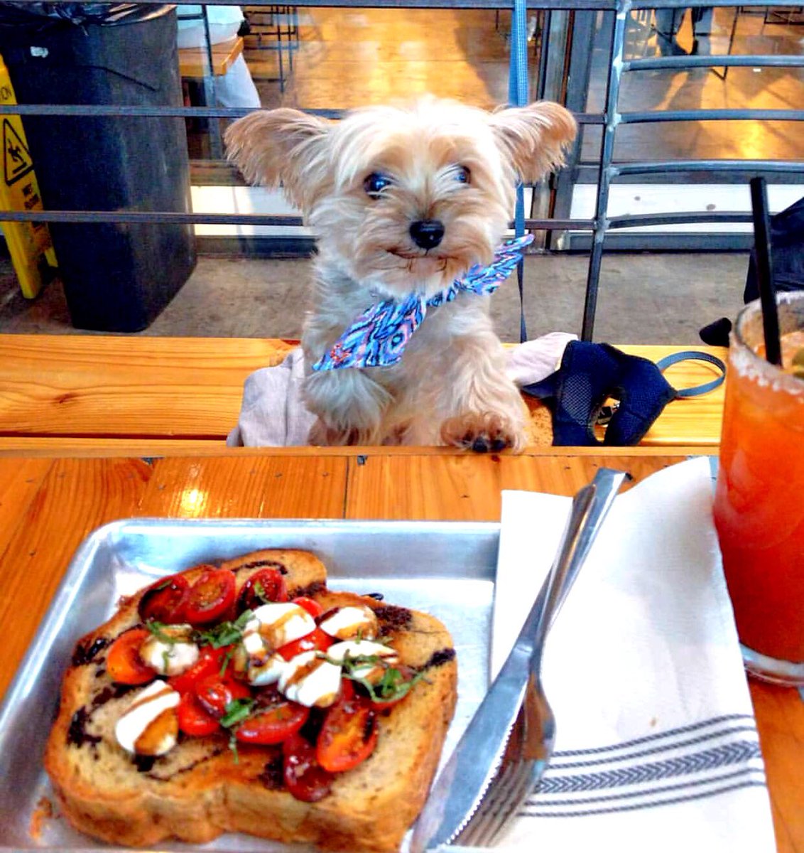 ToastedK's tweet image. It’s chilly &amp;amp; wet out there, ppl.  Grab yo doggie-date and #gettoasted with a bloody!