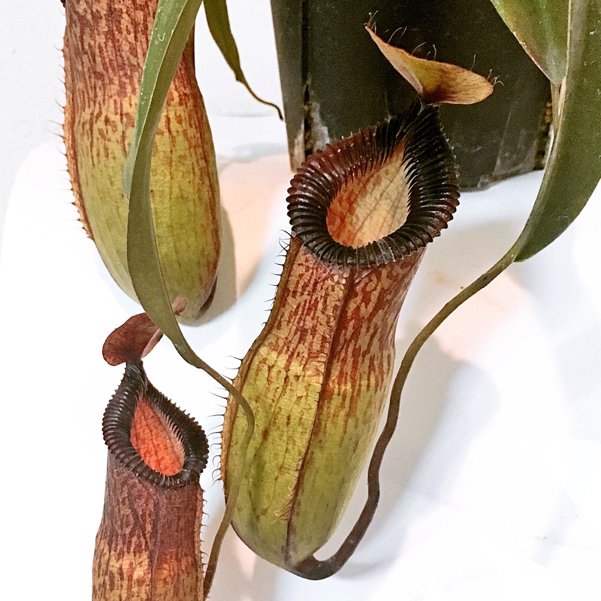 caitsith0629's tweet photo. N.sibuyanensis x hamata
涼しくなってきたので、ネペンテス達をどんどんベランダに出していきたいと思います♪
#ネペンテス #ウツボカズラ #食虫植物 #ヒーローズピッチャープランツ #sibuyanensis #hamata #Nepenthes #Carnivorousplants #BorneoExotics #shumien https://t.co/Xx4KAuDn8u