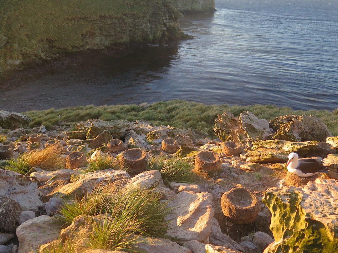 Fieldwork can come with surprises! Read about what surprised me during our recent work with fur seals in the Falkland Islands in my blog for @GemmLabOSU bit.ly/2NwMNQX

#seabirdersaturday #MarineOrnithologyatOSU #teampinniped