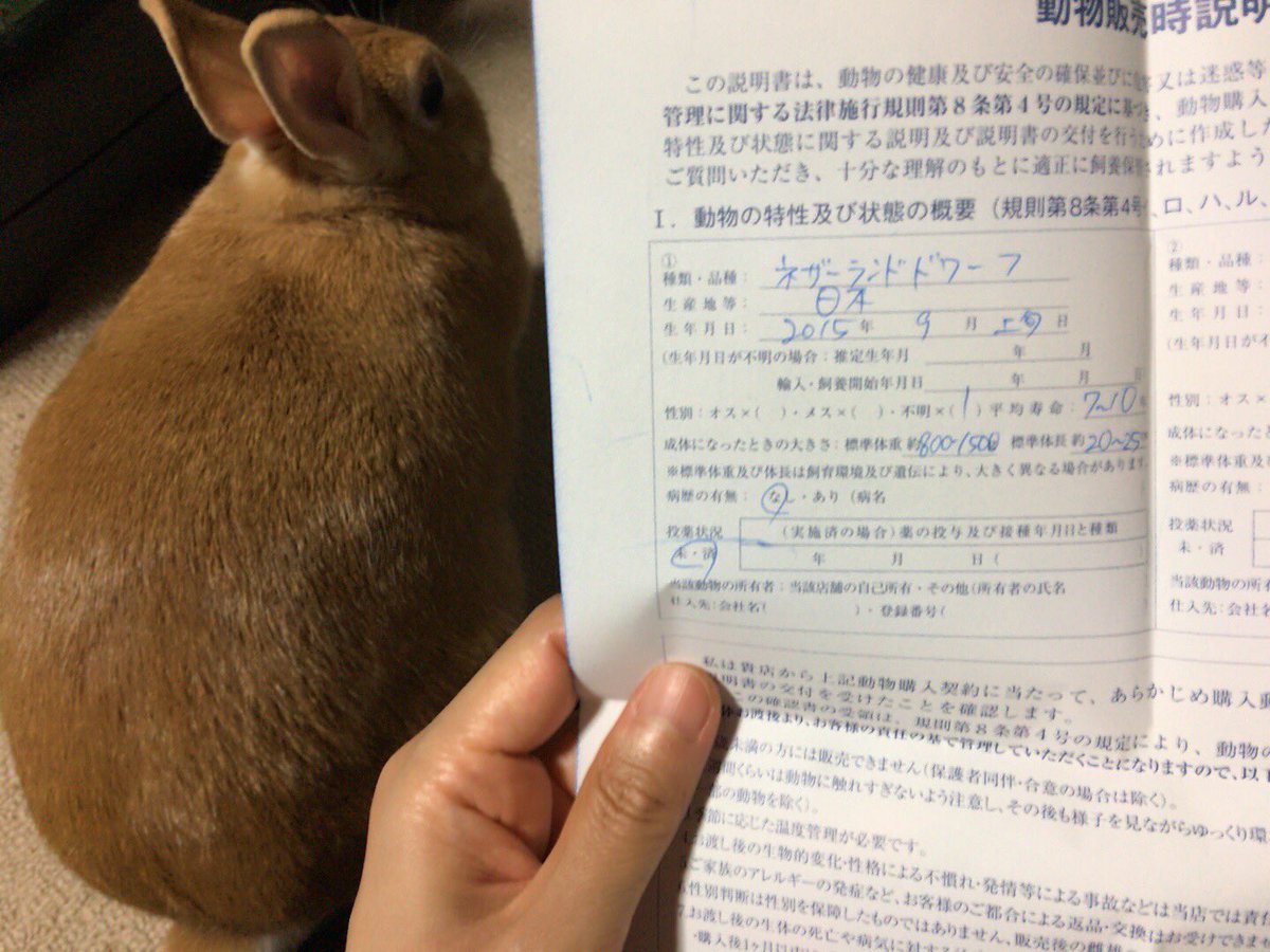 suumo_non's tweet photo. 掃除してたら🐰をお迎えしたときの誓約書が出てきました。
性別不明。生年月日9月上旬。
標準体重800〜1500g
標準体長20〜25cm

えっと、先月爪切り行ったときの体重が2.5kgで、体調は…私の足が24.5cmなのを目安にすると良いでしょう。 https://t.co/94WYSNjTTJ