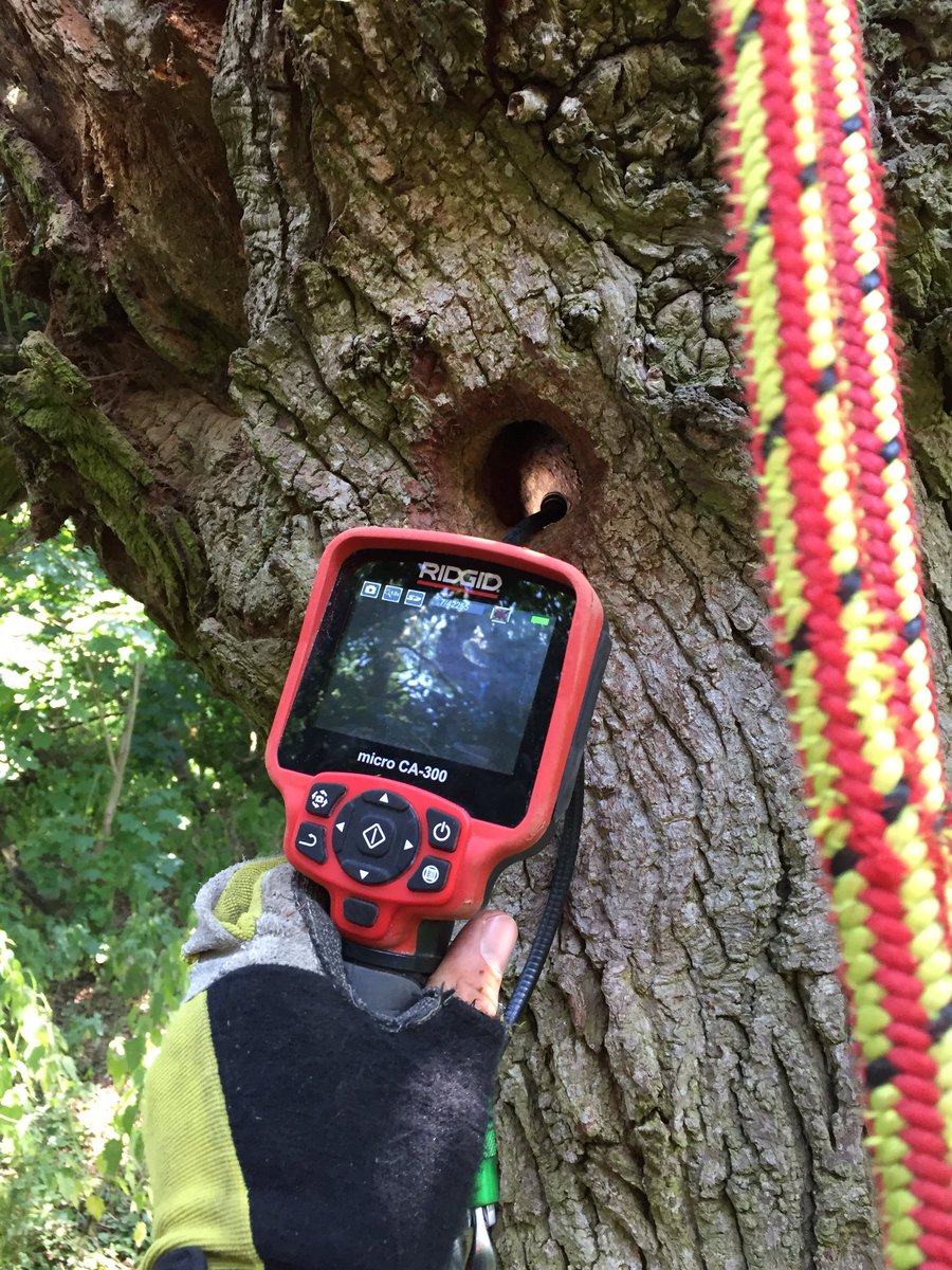 branchingoutas's tweet photo. Today has been mostly dodging rain showers while undertaking aerial surveys of PRFs for bats. #bats #wildlife #treework #arborist #arbwork #RigidCA300 #treesurgeon #wiltshire #treeclimber #noctule #ecology #countryside https://t.co/XnZ1qa0b61