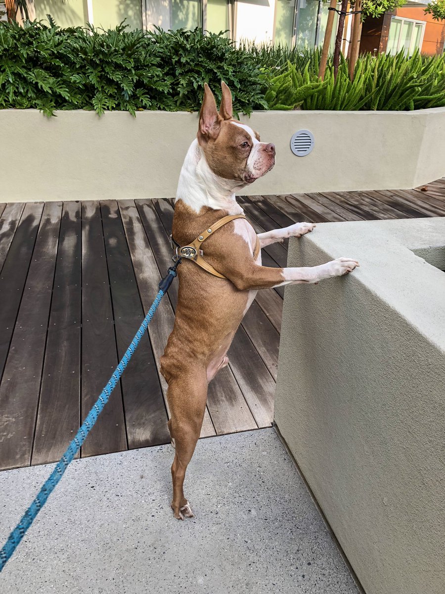 Baxter is on high alert 24/7. He’s the hero the city of <a href="/HBSurfCityUSA/">Visit Huntington Beach, CA</a> deserves.