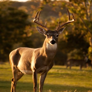 Fishalsohunt's tweet image. Look The Antlers On This Guy. How Many Points Do You Think He Is? Comment Below