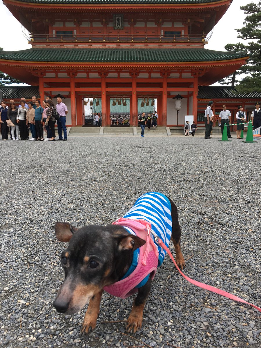 الوسم 長寿犬表彰 على تويتر
