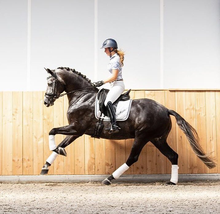 kimmschmid's tweet photo. Wolé - the sweetest horse 💙 #first_ever_competition 💪🏻 https://t.co/unZ21v2vei