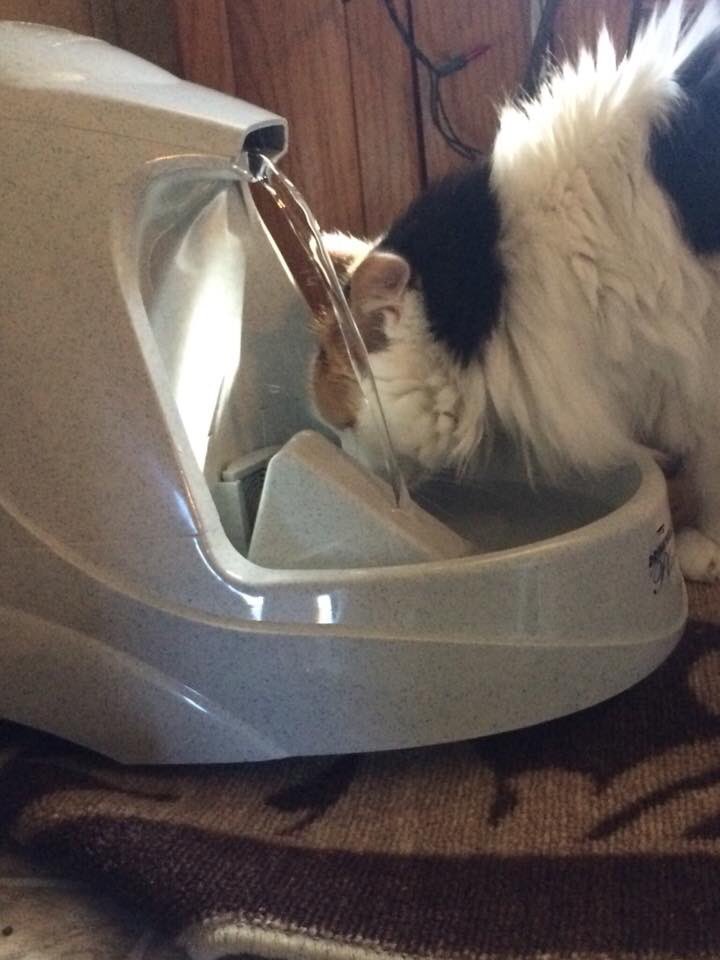 ParisFrances loves her new <a href="/petsafe/">PetSafe</a> Drinkwell Platinum Pet Fountain for the RV.   Our dog Bella hasn’t tried it yet, she is a little slower getting used to new things.  Anyone else use one of these for their pets?   #water #pets #catsoftwitter