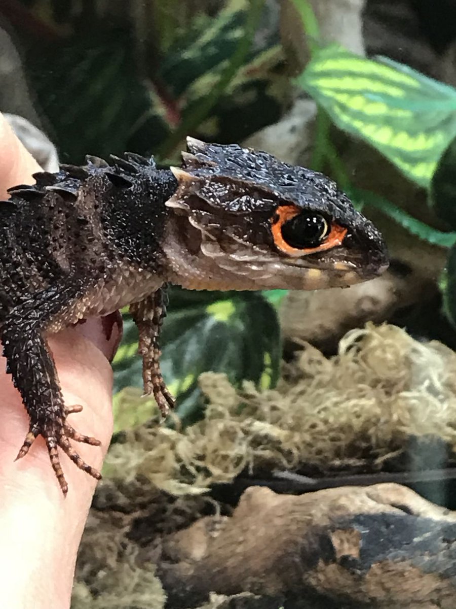 Red Eyed Crocodile Skinks have arrived and we are very excited! 