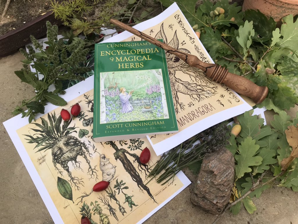 Andrew131092's tweet photo. Herbology extra practice @ #Hogwarts @MuggleNet @PotterWorldUK @HPotterUniverse @jk_rowling @HarryPotterFilm @HarryPotterLand https://t.co/oYKftXc7hh