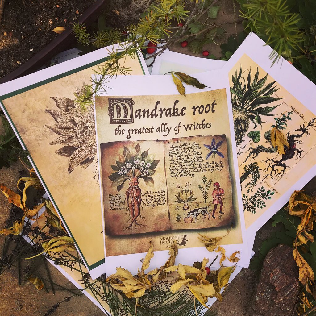 Andrew131092's tweet photo. Herbology extra practice @ #Hogwarts @MuggleNet @PotterWorldUK @HPotterUniverse @jk_rowling @HarryPotterFilm @HarryPotterLand https://t.co/oYKftXc7hh