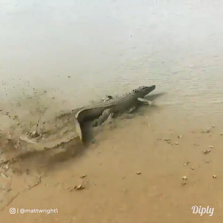 I don't want to be around this croc. He's fast AF!
Credit: https://www.instagram.com/mattwright1/
