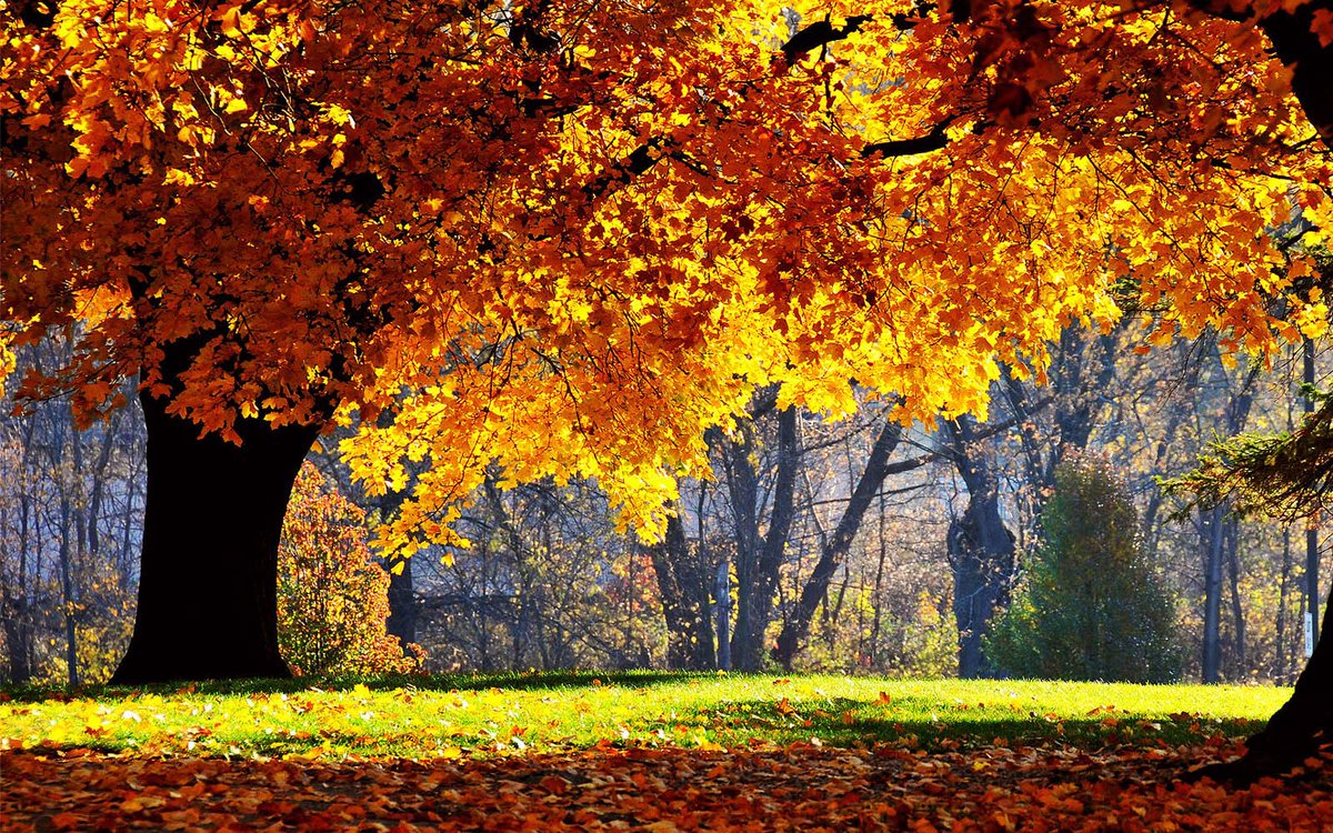 Christine A. Finerty (@counselingmind) on Twitter photo Happy Fall! #leaves Happy Fall! #leaves