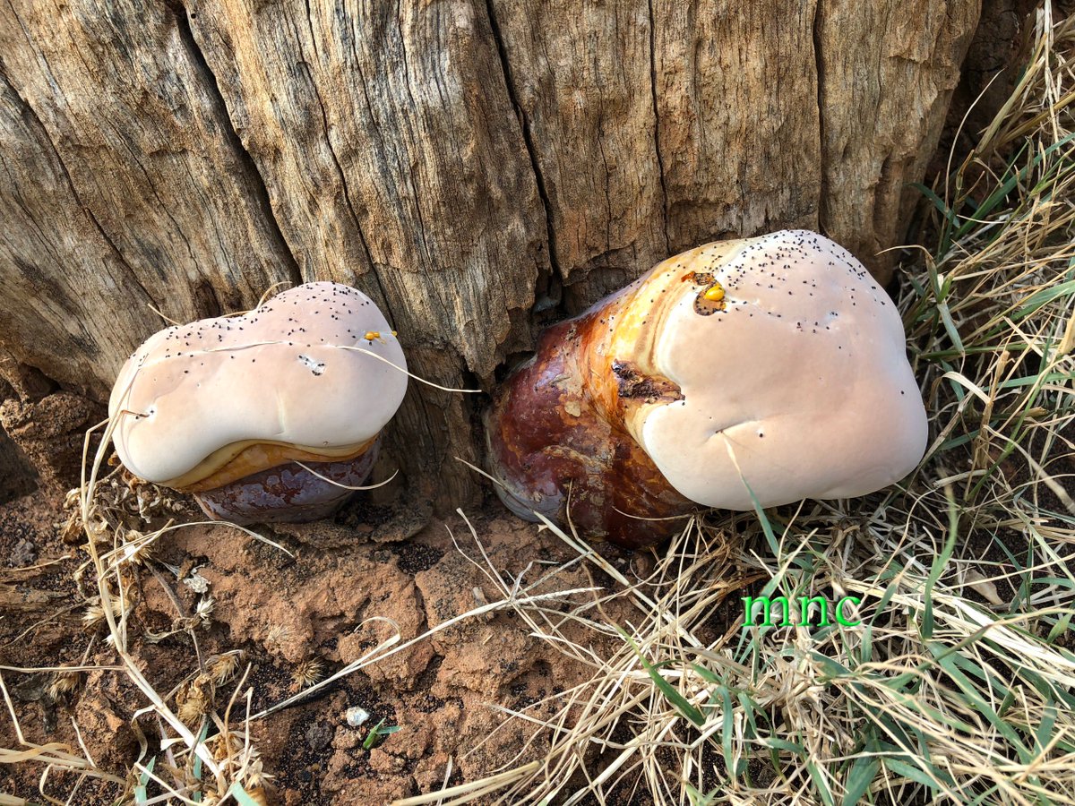 SIETUP's tweet photo. Fungi is its own kingdom of life, neither plant nor animal, which contains many different fungi including molds, yeasts and different types of mushrooms. https://t.co/yXtY3LKqfZ