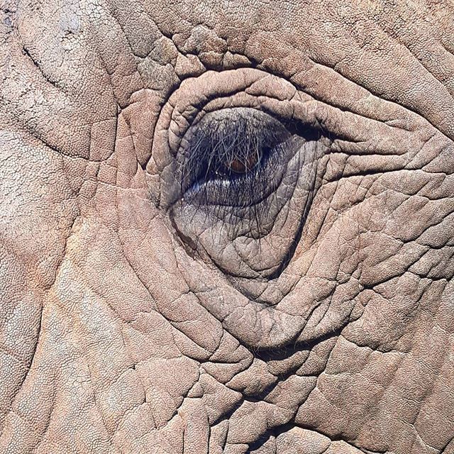 usathomeabroad's tweet photo. "Nature's great masterpiece, an elephant; the only harmless great thing" - John Donne
*
I know that there is too many animal posts going on here lately  but this is what we LOVE the most about SA. The food, drink, parties, shopping, sights are also amazi… https://t.co/92Syp7zi2j https://t.co/aMqzbBtzl8