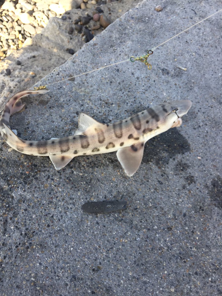 SouthOCSurffish's tweet photo. The Leopard Sharks are moving in. Re-rigged the critter rod with larger baits. At 3 yellow fin croakers and 2 leopard sharks so far. Using the croaker as bait brought in the sharks. #surffishing #capistranobeach #danapoint #orangecounty #socal #fishing https://t.co/9kj5RaWXsP