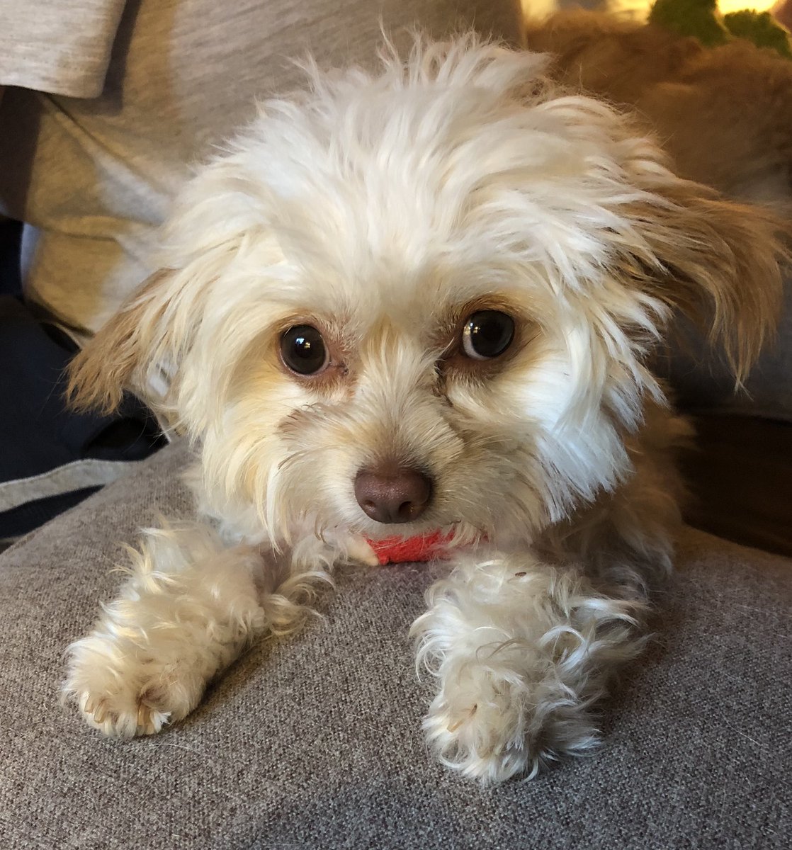 Triplet_Pups's tweet photo. Ginger not looking happy with her body cast. Poor little thing. https://t.co/hQ09ZFyfcV