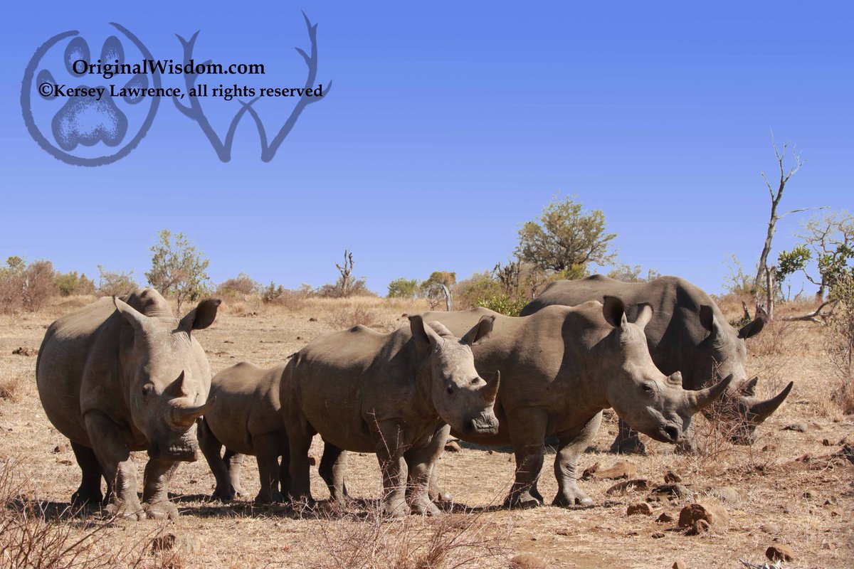 MfaziNkonzo's tweet photo. Happy World Rhino Day! While poaching is still an ongoing problem, and we must not let up our vigilance against it, there have been fewer rhinos poached so far this year than last year! #originalwisdom #natureguidetraining #cybertracker https://t.co/Rly0j15pbo