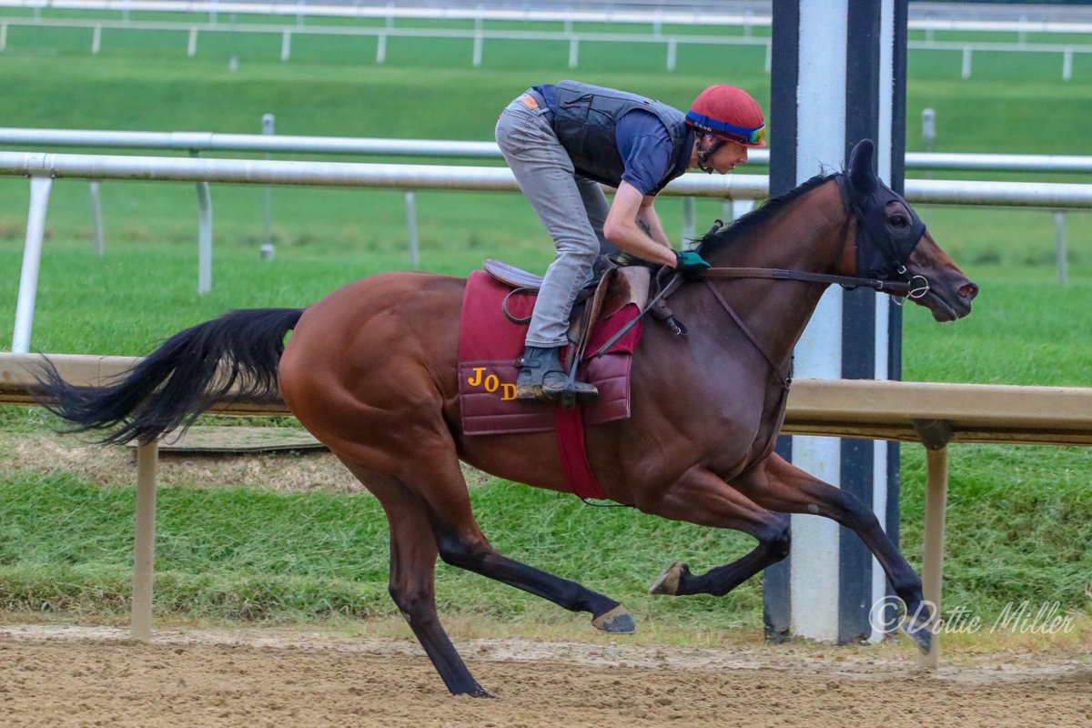 jerryodwyer1's tweet photo. We have Not Taken (pic) in R6 today @LaurelPark in the All Along Stake and Contradance in R4 @DelParkRacing #lookingforwinners #getinthegame #racingluck #luckytoberacing https://t.co/a5GJzv1iOc