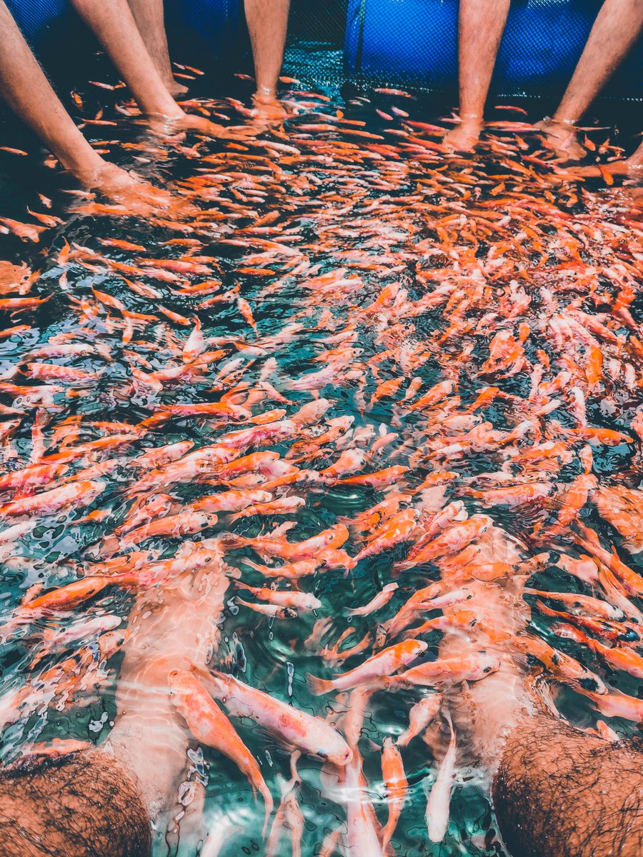 Many men go fishing all of their lives without knowing that it is not fish they are After'
.
Maadu River 🇱🇰
.
#oneplus6 #oneplus6click #panaroma #srilanka #likealocal #getoutsidemore #theslowdowncollective
#slowliving_explore #wanderings #exploretocreate
#slowlived