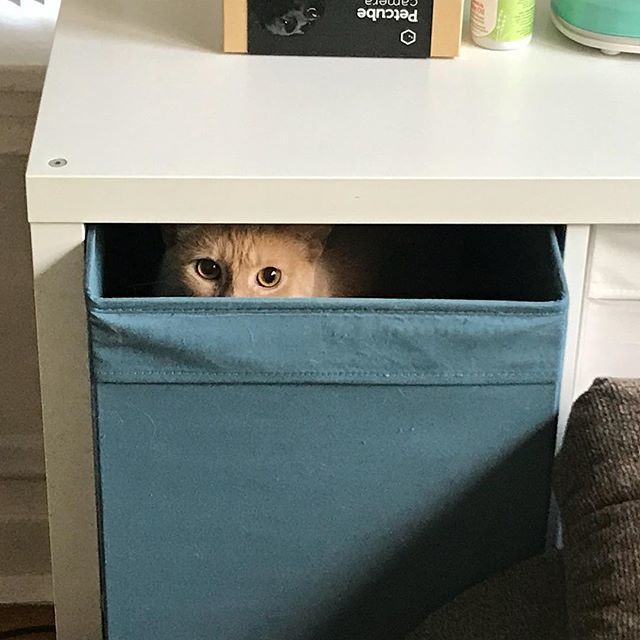 gazzagingercat's tweet photo. Morning! #morningcat #sneakycat #hiding #catsofig #catsofinstagram #catsofchicago #chicagocats #chicagocatsofinstagram #gazzagingercat #gingers #gingercats #gazza #nofilter https://t.co/4qCgNqKXQR https://t.co/HbeyBMyqbj