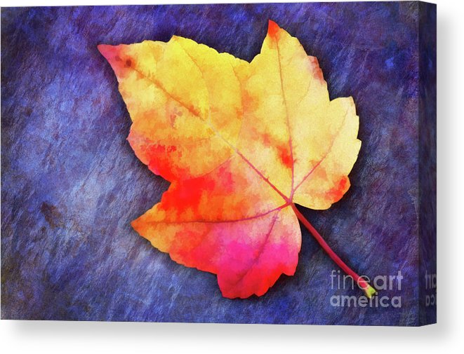 photoartbyanita's tweet photo. Enjoy the beauty of autumn with "A Colorful Fall Memory" canvas print by Anita Pollak. https://t.co/vXyqHXXbpY #fall #mapleleaf #yellow #red #colorful #macro #anitaPollak #autumn #singleLeaf #fallcolors #autumnArt #wallart #canvasPrint #homeDecor #holidaygifts #christmasGifts https://t.co/XLlnR72A2m