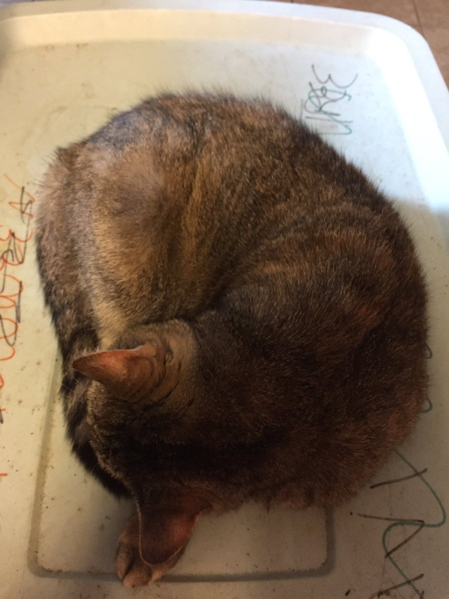 LPD_Chief's tweet photo. @michelle_furlow My old girl thinks I brought this container in just for her #NoonNap ! So glad your buddy is home! https://t.co/bACQlkmRrB