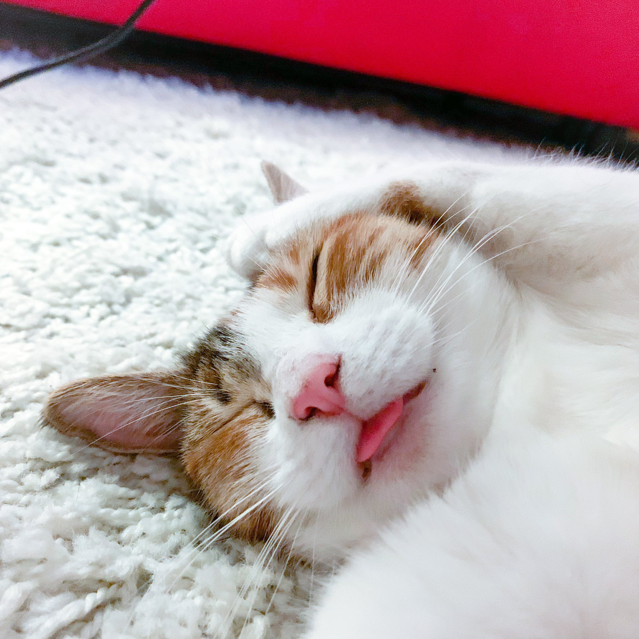 Busy telling Trippa that it’s ok; we’ve all had days we’ve forgotten to put our tongue back in. I still love you. https://t.co/n7kysWd6Iz