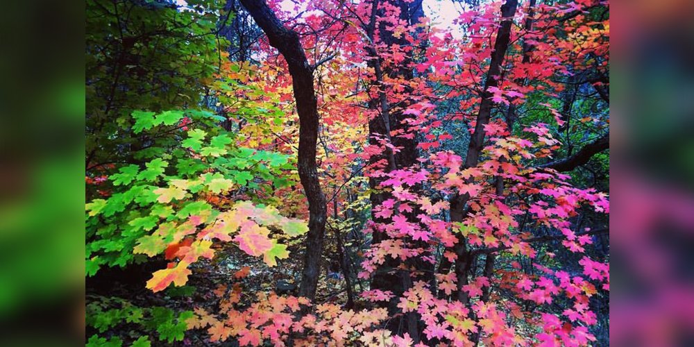 DETOURSwest's tweet photo. Happy fall, y'all! πΈ: @maggie_garnet #detourswest #fallinaz #fallinarizona #fallvibes #autumndays #fallmood #autumntime #autumncolors https://t.co/ZO7a26fNCU