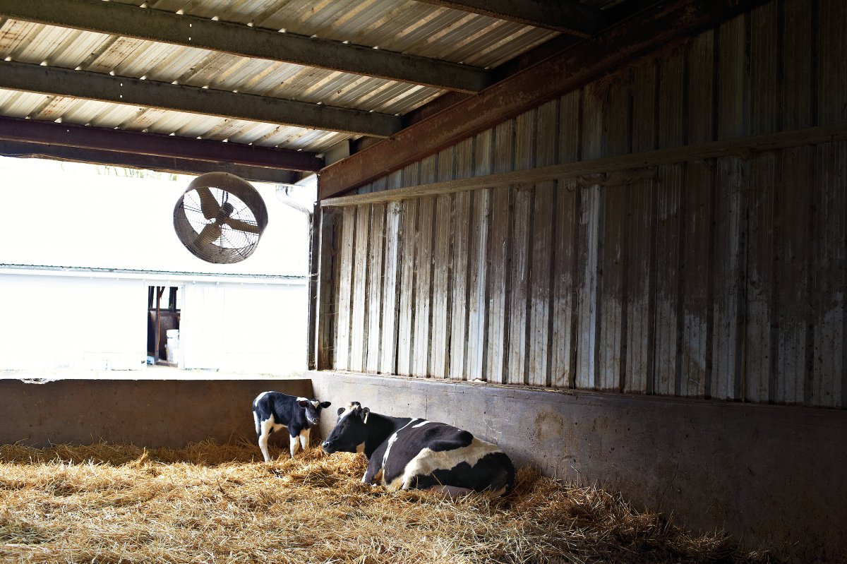 darigold's tweet photo. Jake Atsma's farm's vitality depends on keeping the mamas happy, healthy and productive. Atsma's care for his cows is apparent from corner to corner of his farm. https://t.co/DLZPTt4nGt