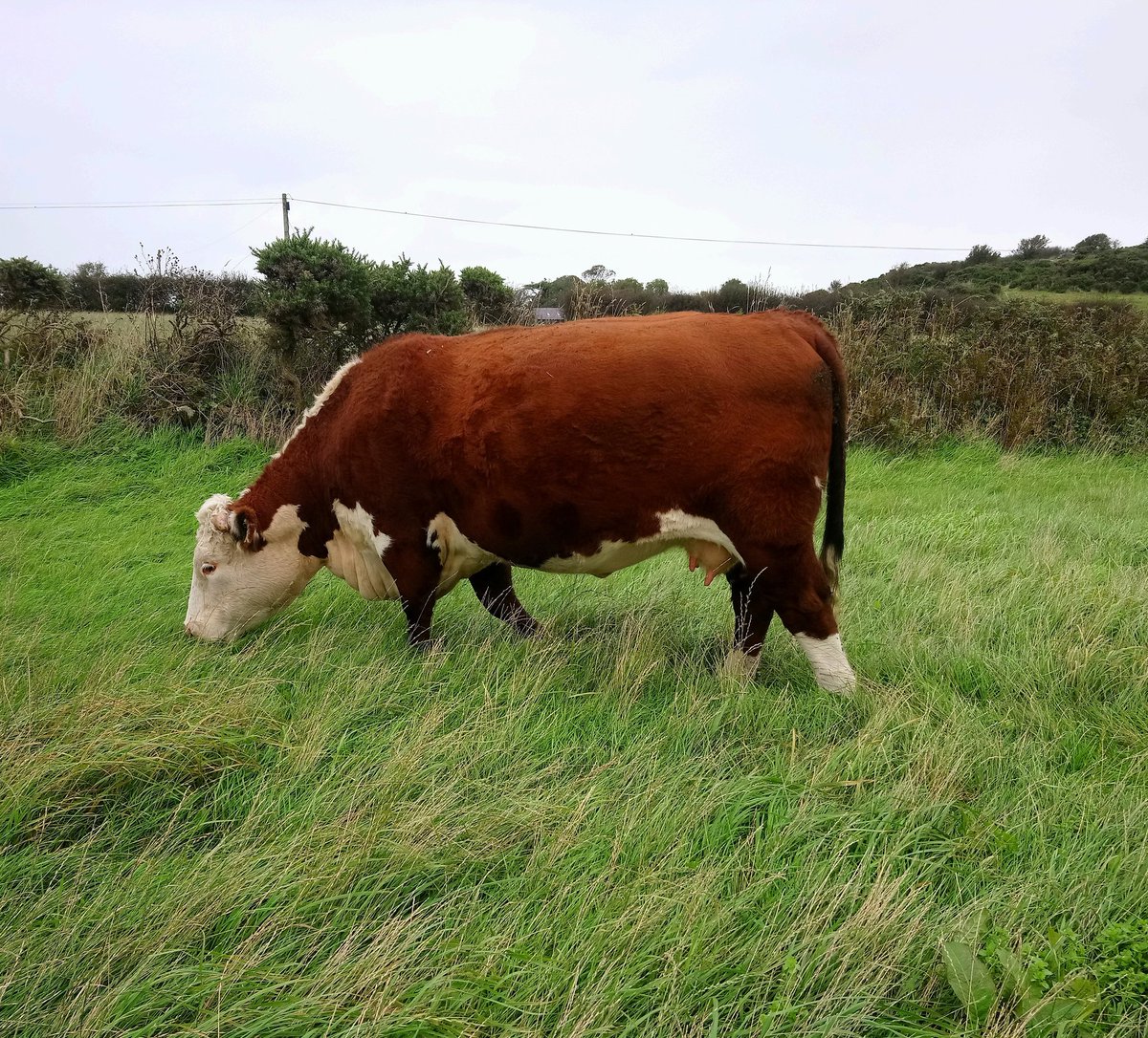 634 looking guilt free and very happy having found her way to into the silage field! No such thing as a relaxing Saturday afternoon #farming #cattle #salbriherefords