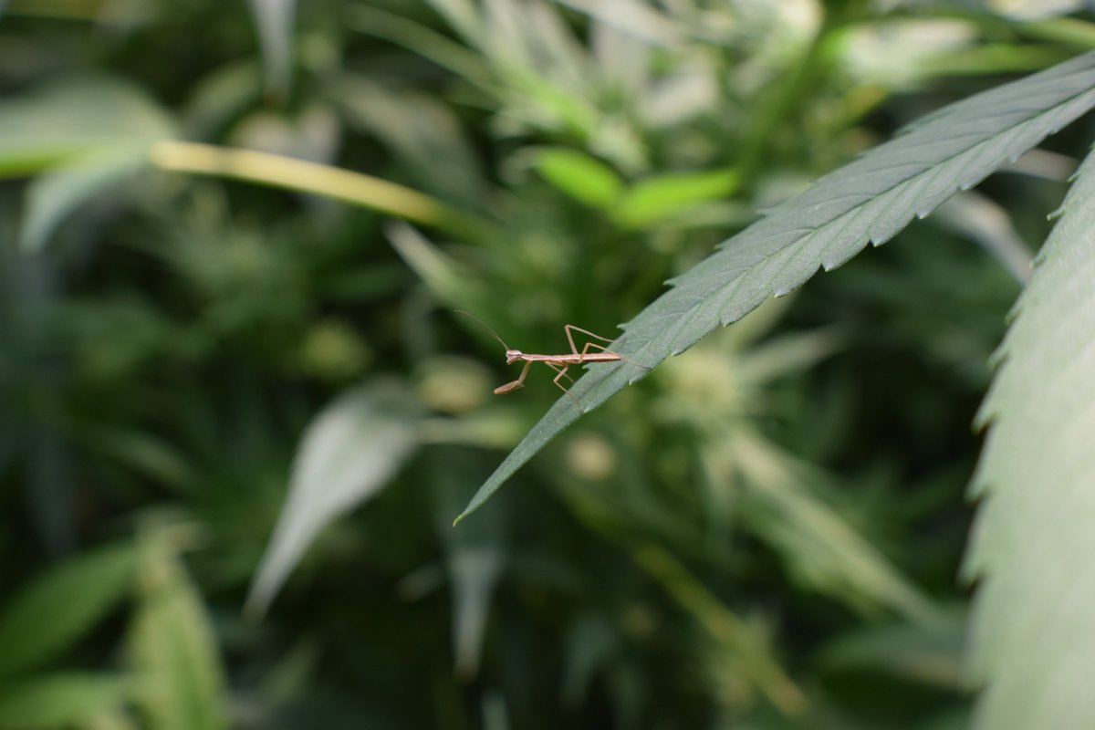 Nature is truly incredible. We found this little guy at our partner Hardy Boy Farms amongst the #hemp leaves. Beneficial ladybugs and mantises like this one are vital to keeping other plant-damaging insects under control.