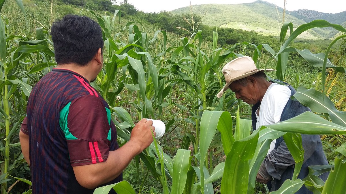 Isa69850753's tweet photo. Liberación de Trichogrammas en el Módulo. Productor Francisco Reyes Rojas. San Miguel Totolapa municipio de Huamuxtitlan. Gro.
Asesor Técnico. Ma. Isabel Dominguez Morales.
#CIMMYT 
#PROAGROCapacita 
#HubPCTO https://t.co/x78kjbQBx9