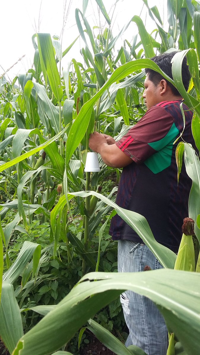 Isa69850753's tweet photo. Liberación de Trichogrammas en el Módulo. Productor Francisco Reyes Rojas. San Miguel Totolapa municipio de Huamuxtitlan. Gro.
Asesor Técnico. Ma. Isabel Dominguez Morales.
#CIMMYT 
#PROAGROCapacita 
#HubPCTO https://t.co/x78kjbQBx9