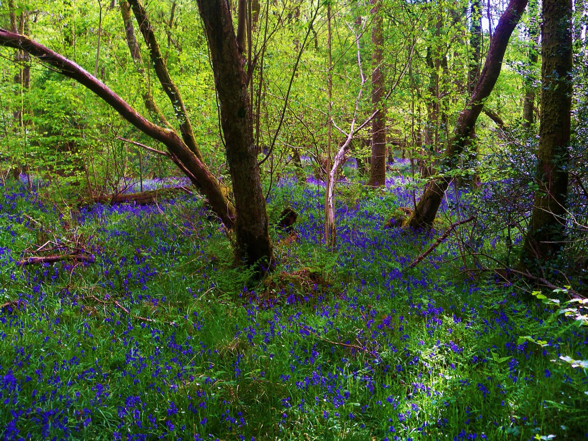 WanderFullBlog's tweet photo. #Bluebell #woods at #CaerlaverockCastle near #Dumfries, #Scotland (#images by @jl_musgrave) #ScenerySaturday #flowers #travel #wander #travelphotography #photography #Scottish #ScottishBorders #nature #NaturePhotography #UnitedKingdom https://t.co/F1bucN1ulF