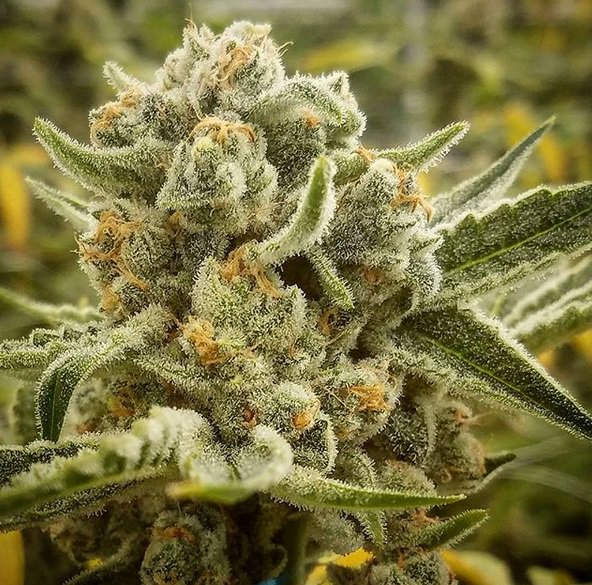 PhreshOregon's tweet image. Grape stomper 🍇
#phreshcannabiscultivation #phreshflower  #flower #oregongrown  #grow #growlife #grower #oregon #portland #portlandoregon